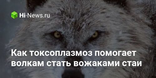 Как токсоплазмоз помогает волкам стать вожаками стаи