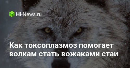Как токсоплазмоз помогает волкам стать вожаками стаи