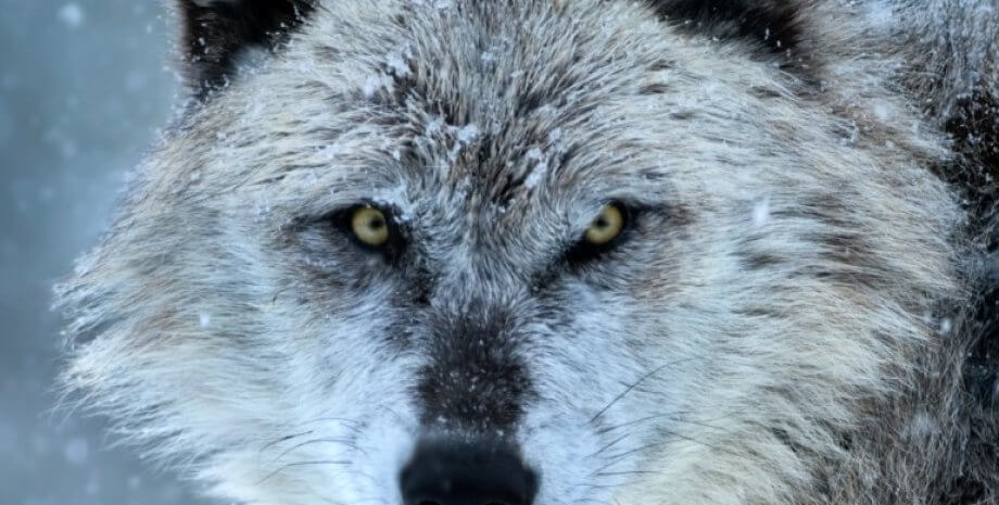 Как токсоплазмоз помогает волкам стать вожаками стаи. Токсоплазма делает из обычных волков вожаков стаи. Фото.