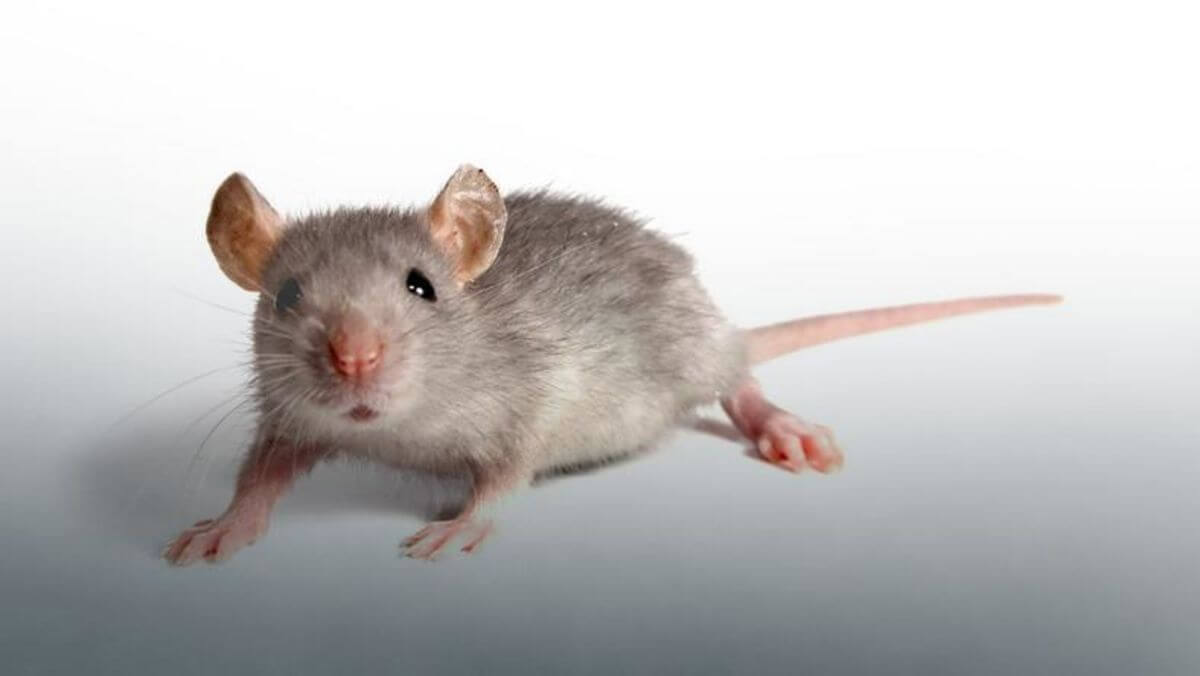 Как удалось остановить старение организма. Ученые искусственно продлили жизнь старым мышам. Фото.
