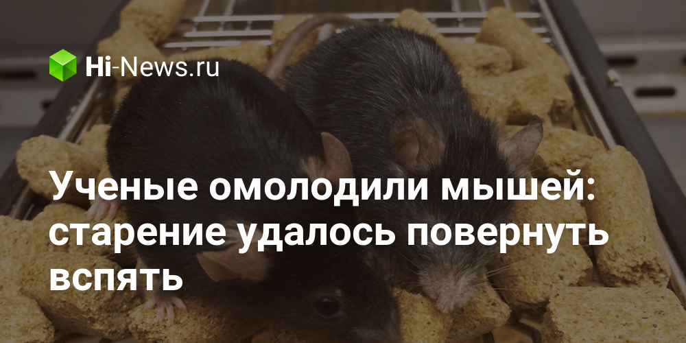 Ученые омолодили мышей: старение удалось повернуть вспять