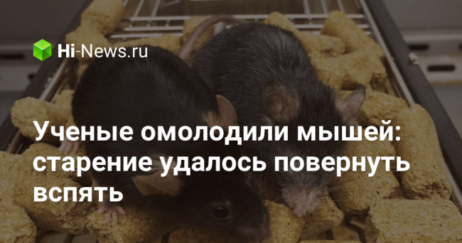 Ученые омолодили мышей: старение удалось повернуть вспять