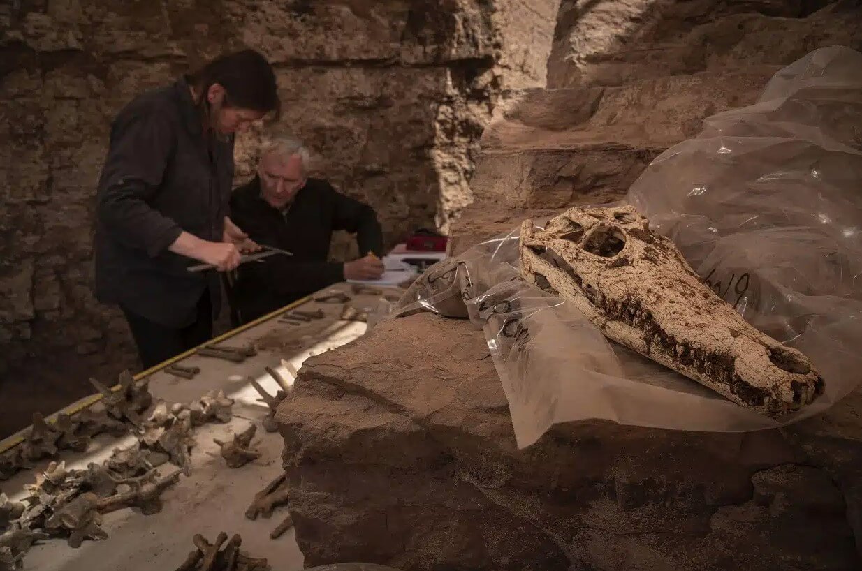 В Египте нашли гробницу с мумиями крокодилов. В египетской гробнице были найдены мумии крокодилов, и ученые уже знают, почему их мумифицировали. Фото.