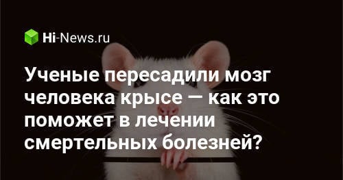 Ученые пересадили мозг человека крысе — как это поможет в лечении смертельных болезней?