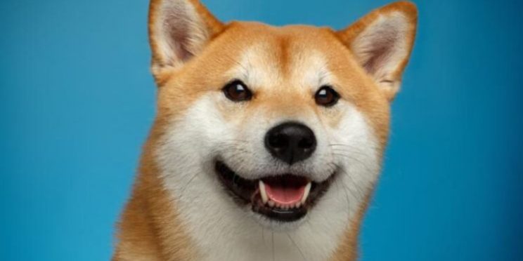 Twitter приостановил работу инструмента для раздачи чаевых в Doge