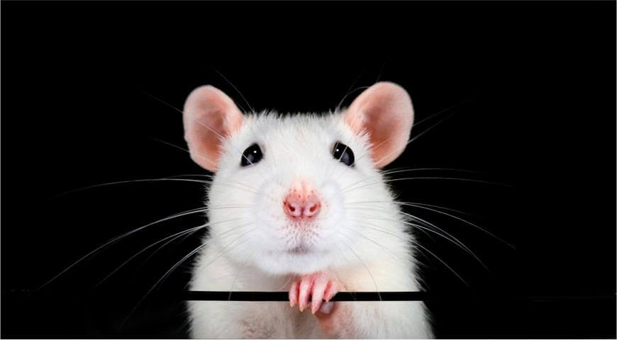 Ученые пересадили мозг человека крысе — как это поможет в лечении смертельных болезней? Ученые успешно пересадили ткани мозга человека в мозг крысы. Фото.