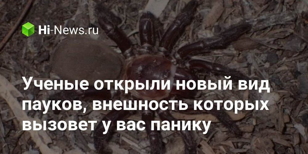 Ученые открыли новый вид пауков, внешность которых вызовет у вас