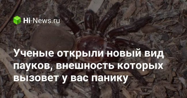 Ученые открыли новый вид пауков, внешность которых вызовет у вас