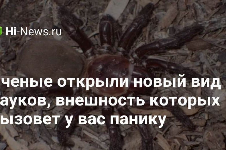 Ученые открыли новый вид пауков, внешность которых вызовет у вас