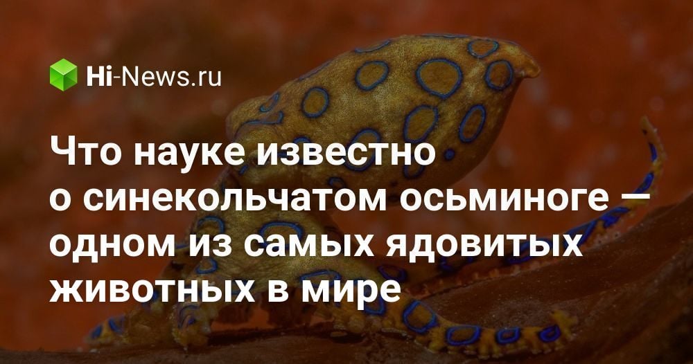 Что науке известно о синекольчатом осьминоге — одном из самых