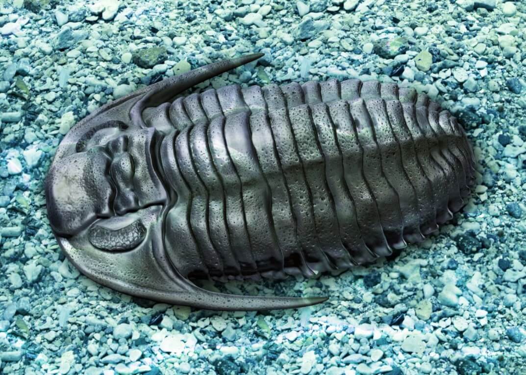 Массовое вымирание девонского периода. В девонский период в океанах обитали трилобиты — вымершие членистоногие. Фото.