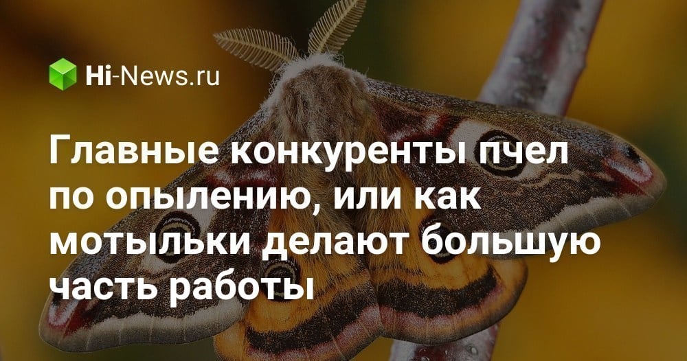 Главные конкуренты пчел по опылению, или как мотыльки делают большую