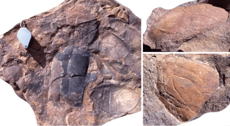 Какие членистоногие жили на Земле 470 миллионов лет. Окаменелые фрагменты древних членистоногих. Фото.