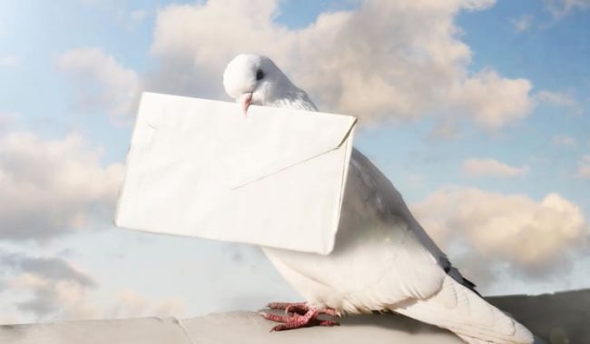 Голубиная почта: как это работает?