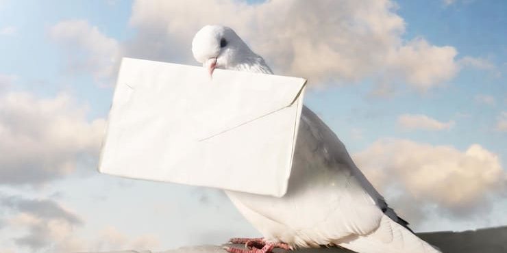 Голубиная почта: как это работает?