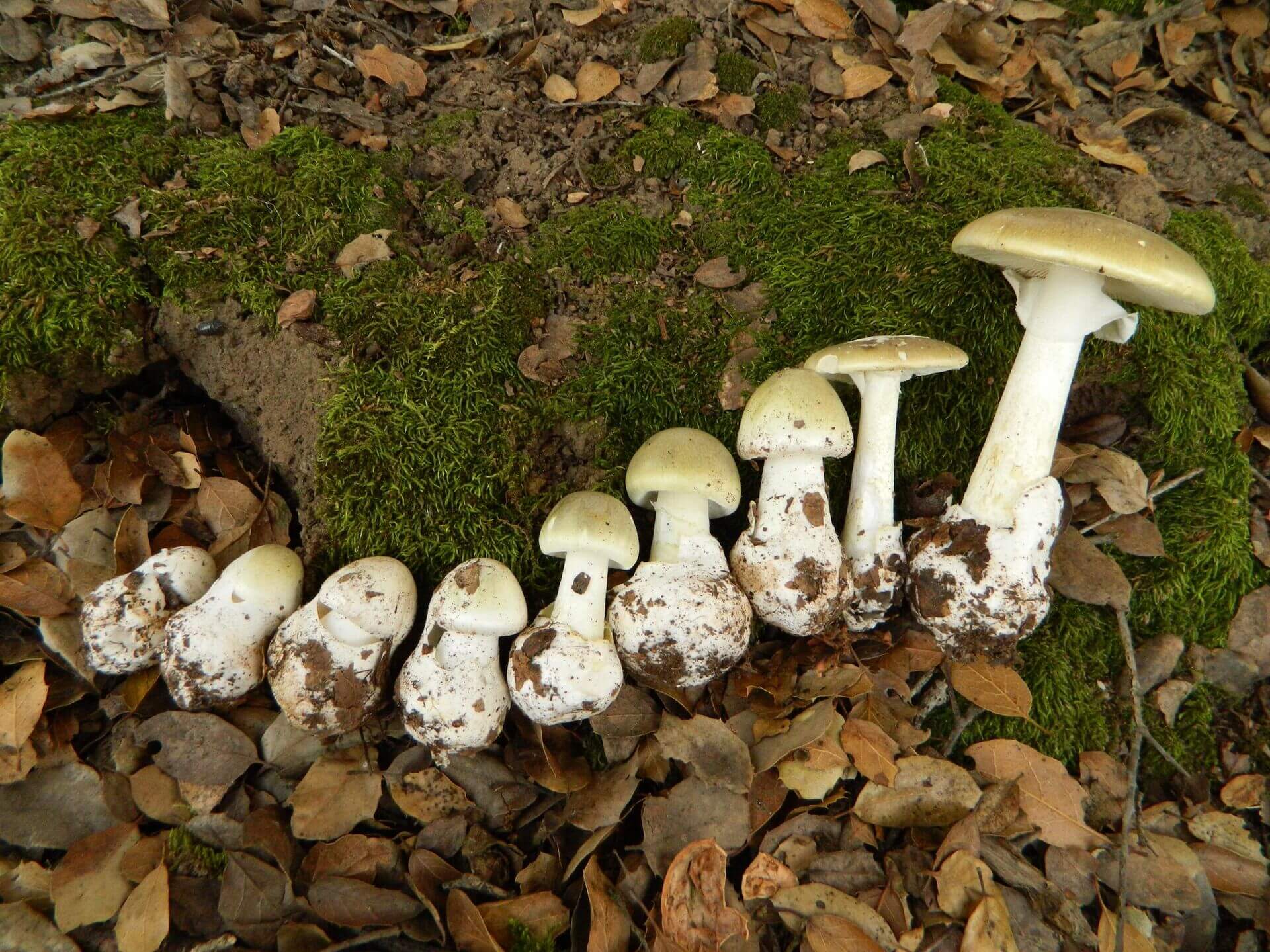 Бледная поганка — самый опасный гриб в мире. Бледную поганку часто путают с сыроежкой и шампиньоном. Фото.