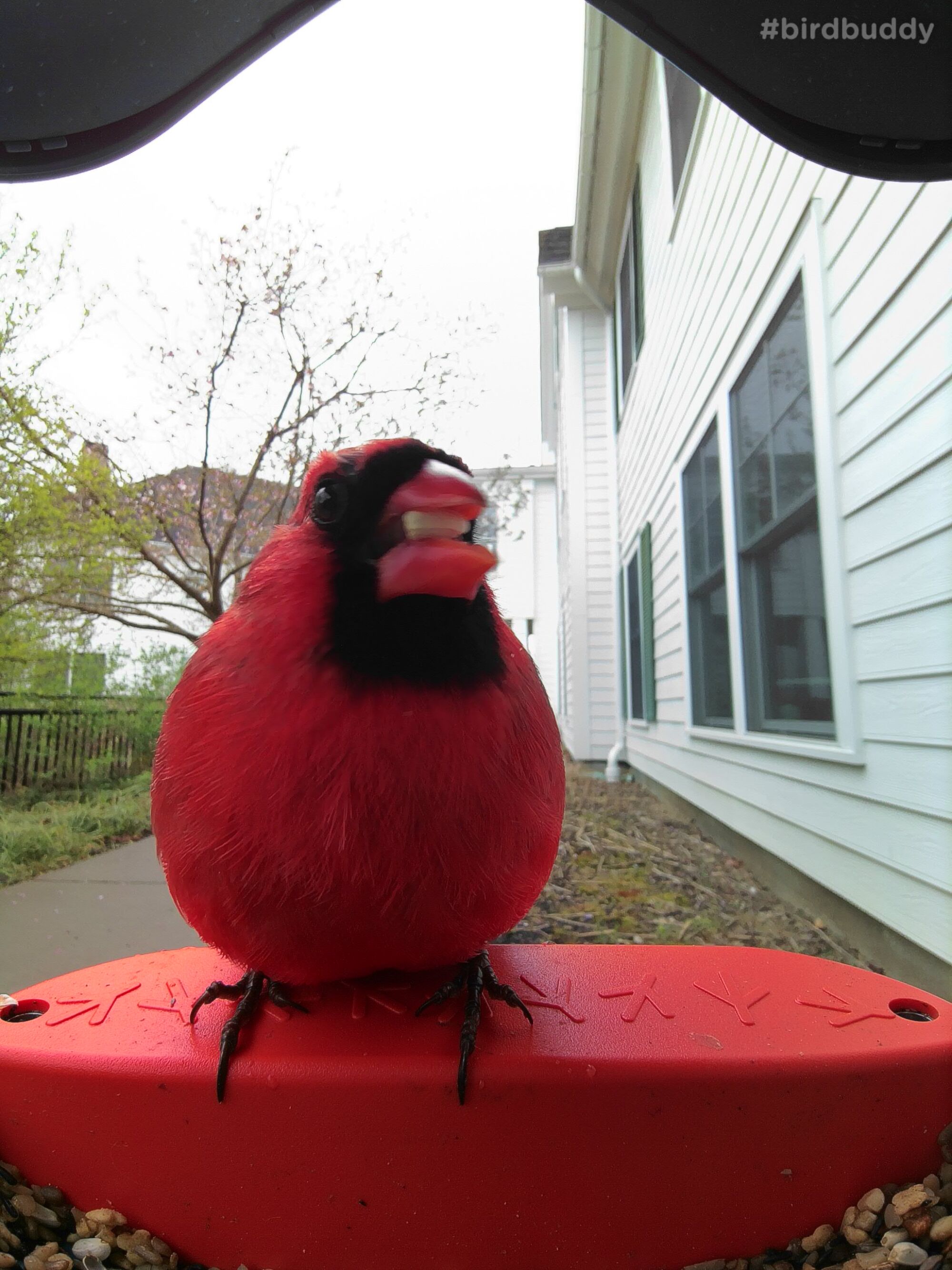Крупный план красного кардинала с семенем в клюве у кормушки для птиц.