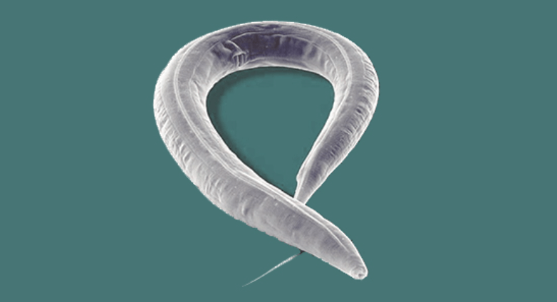 Почему нематоды не погибают при заморозке. Современный червь Caenorhabditis elegans имеет много общих генов с вымершим видом Panagrolaimus kolymaensis. Фото.