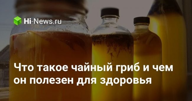 Что такое чайный гриб и чем он полезен для здоровья