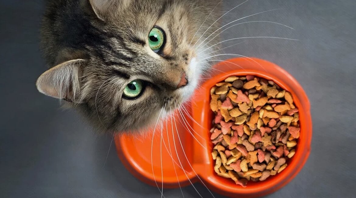 Как правильно кормить кошек. Хороший и дорогой корм может обеспечить кошек всеми необходимыми питательными веществами. Фото.
