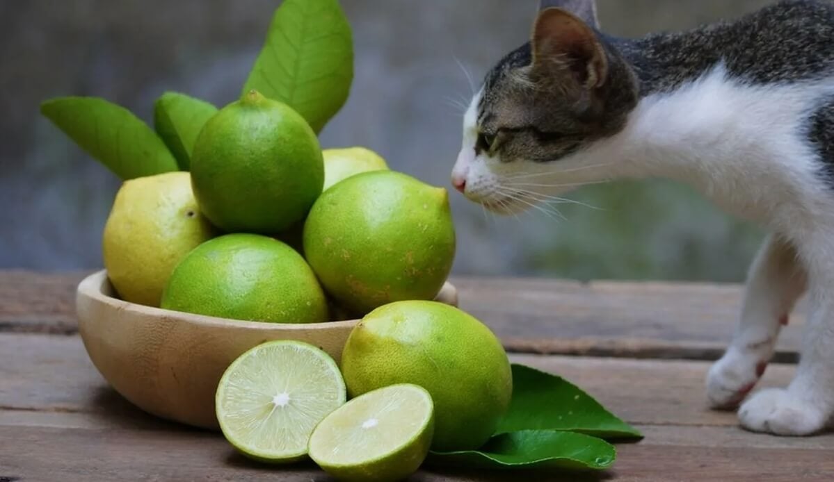 Можно ли давать кошкам лимоны. Кошки и цитрусовые — это нечто несовместимое. Фото.