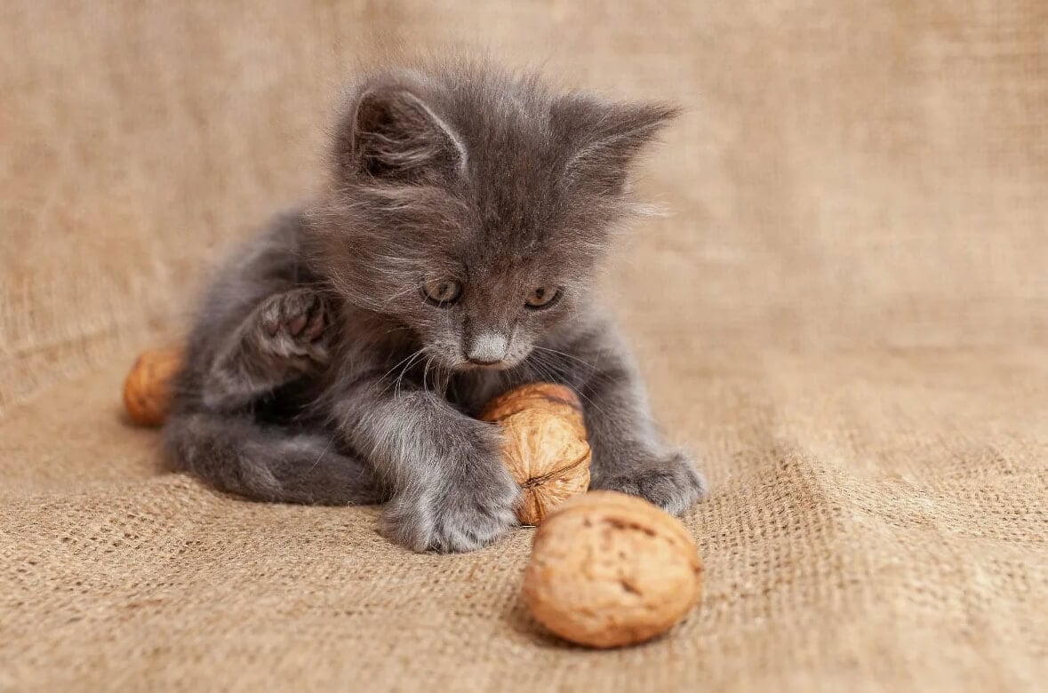 Можно ли давать кошкам орехи. Орехи вызывают у кошек проблемы с пищеварением. Фото.