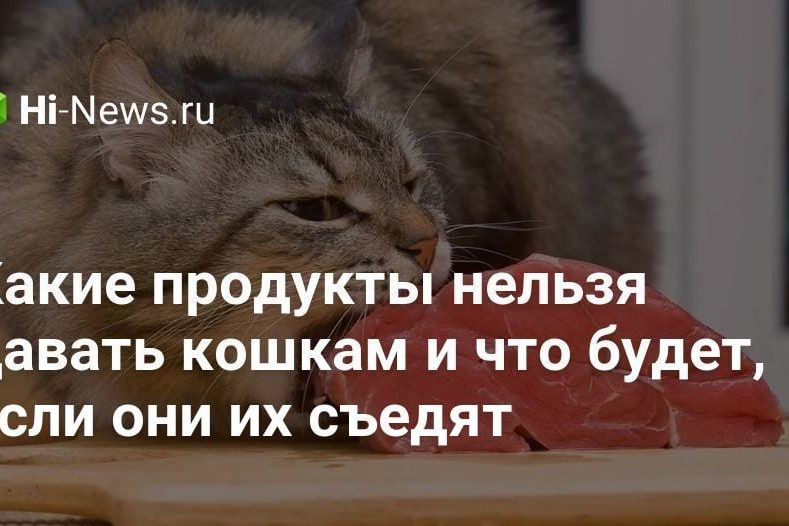 Какие продукты нельзя давать кошкам и что будет, если они