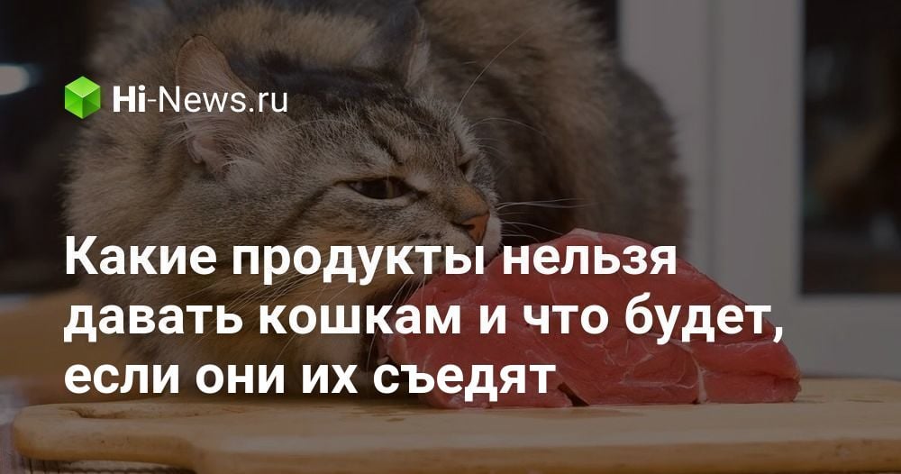 Какие продукты нельзя давать кошкам и что будет, если они