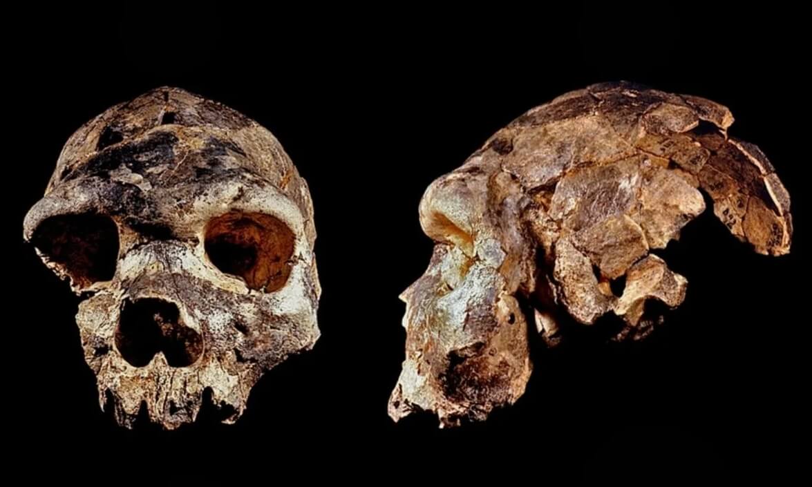 Самое древнее сооружение из дерева. Череп Homo bodoensis. Фото.