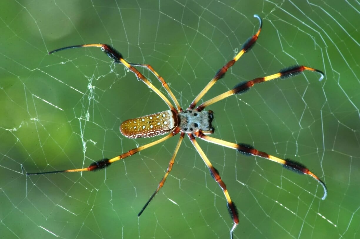 Козы скрещенные с пауком. Паук вида Nephila clavipes. Фото.