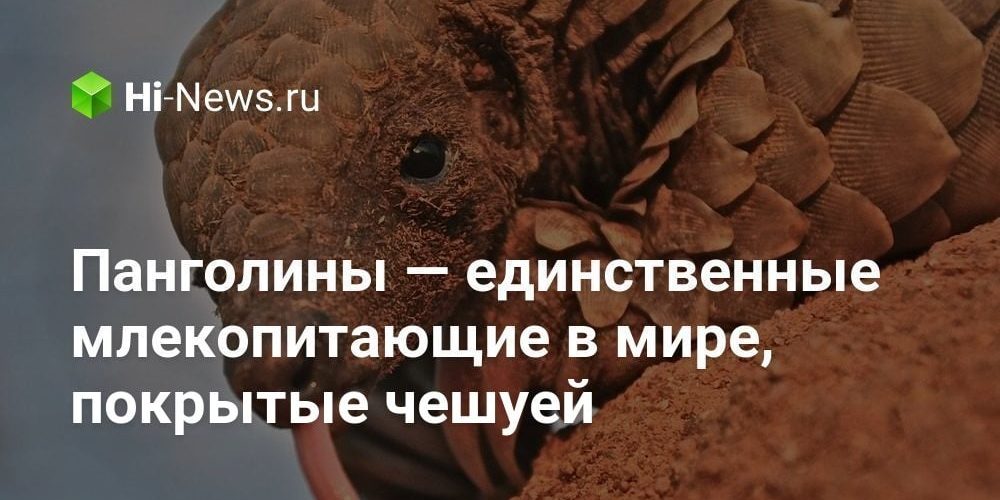 Панголины — единственные млекопитающие в мире, покрытые чешуей