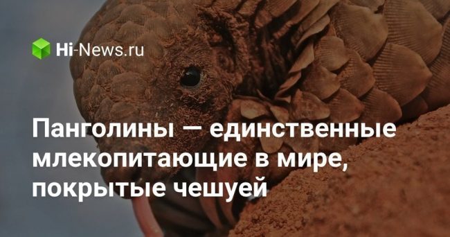 Панголины — единственные млекопитающие в мире, покрытые чешуей