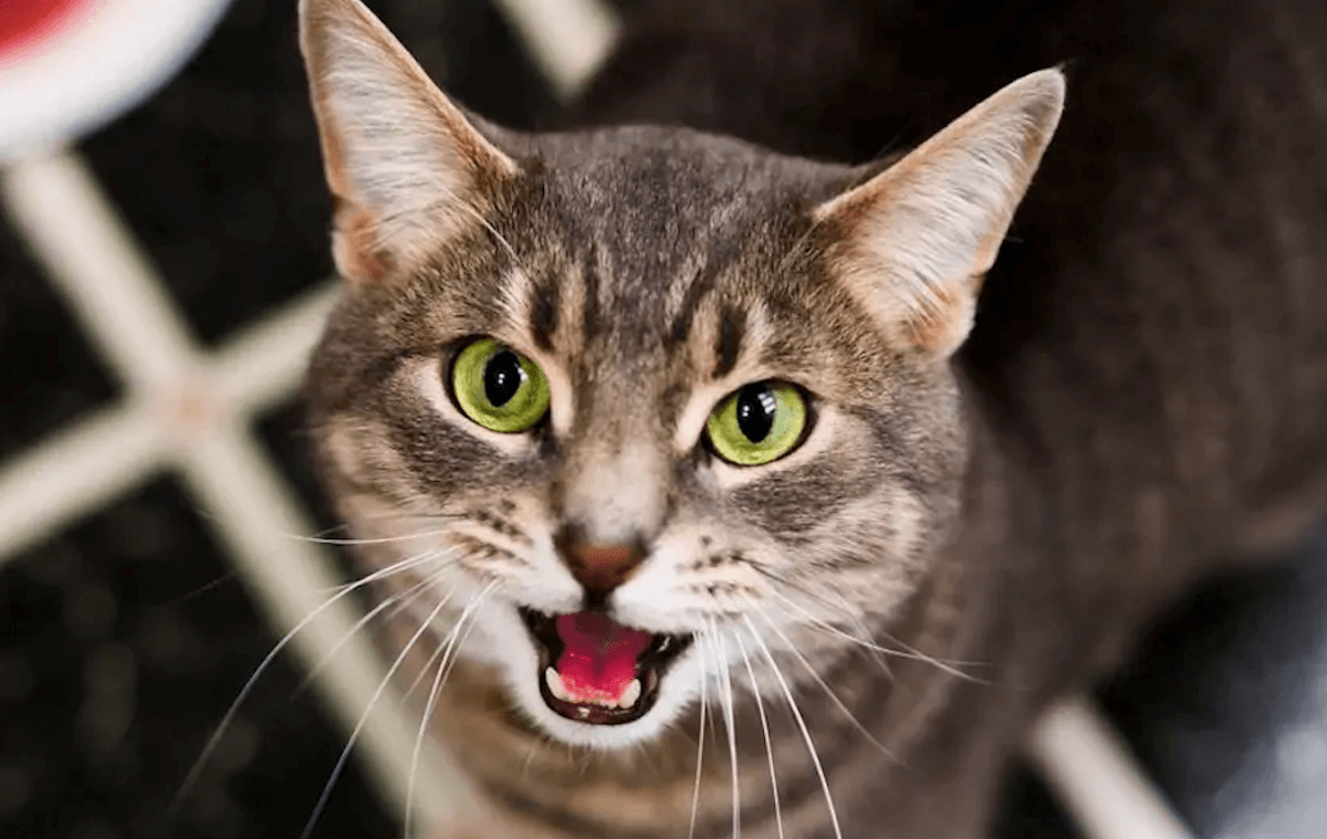 Обзор автоматического лотка для котов PAWBBY. Здоровье кота это не только приятная шерсть, но и его хорошее настроение. А значит, и ваше хорошее настроение. Фото.