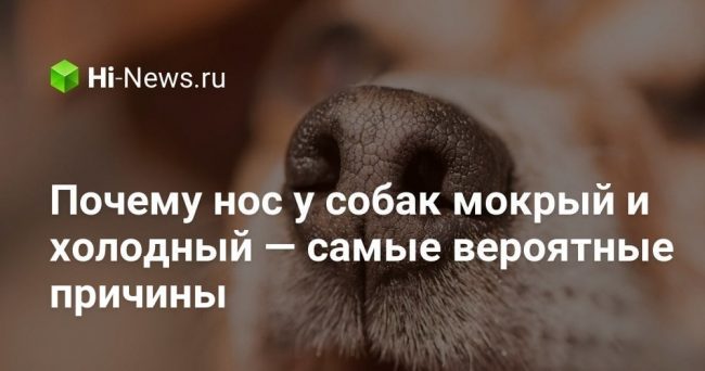 Почему нос у собак мокрый и холодный — самые вероятные