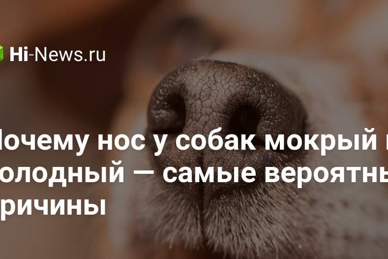 Почему нос у собак мокрый и холодный — самые вероятные