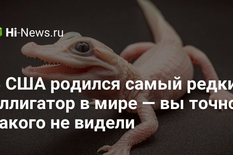 В США родился самый редкий аллигатор в мире — вы