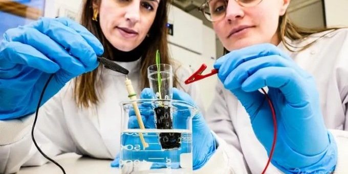 Шведские учёные разработали биоэлектронную почву, которая ускоряет рост растений (2