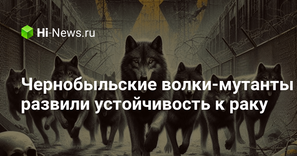 Чернобыльские волки-мутанты развили устойчивость к раку