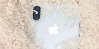 Apple просит пользователей не пытаться просушить iPhone с помощью риса