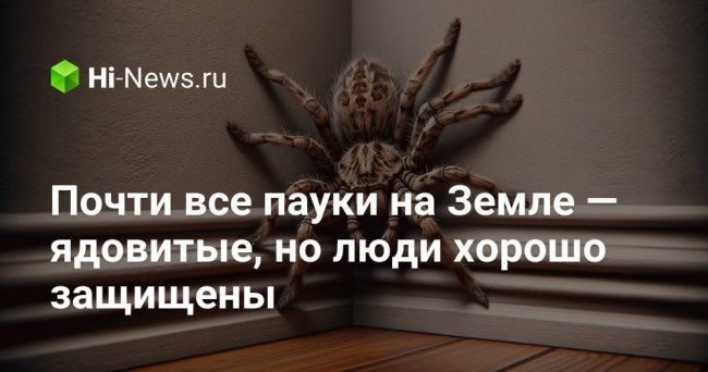 Почти все пауки на Земле — ядовитые, но люди хорошо