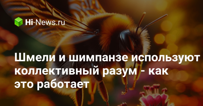 Шмели и шимпанзе используют коллективный разум — как это работает