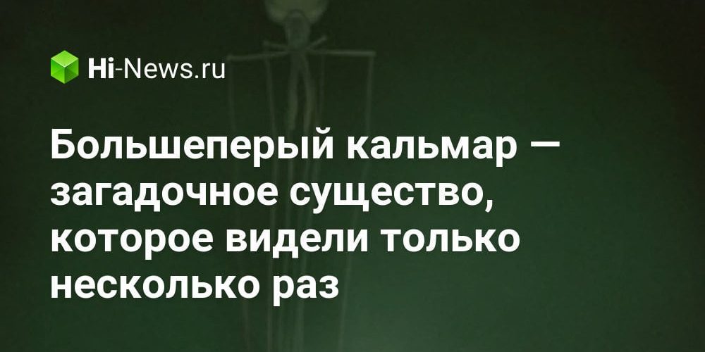Большеперый кальмар — загадочное существо, которое видели только несколько раз