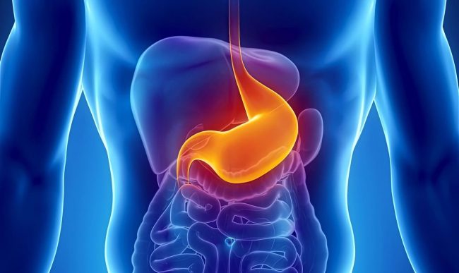 Почему желудочный сок не повреждает стенки желудка