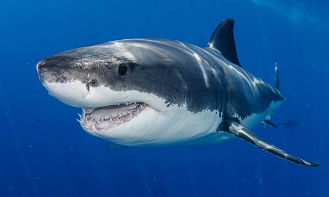 Сколько костей у акулы? Ноль, и это правда