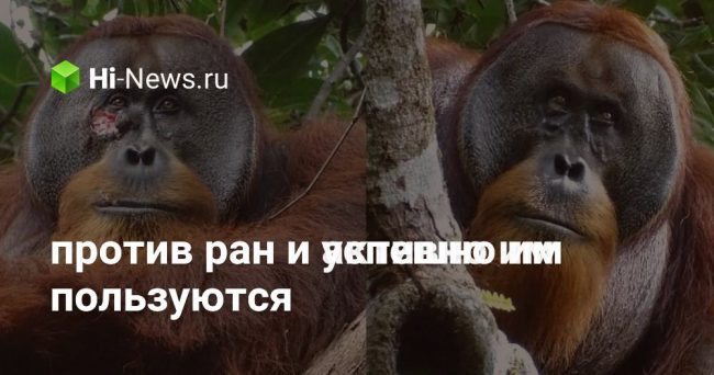 Обезьяны изобрели лекарство против ран и успешно им пользуются