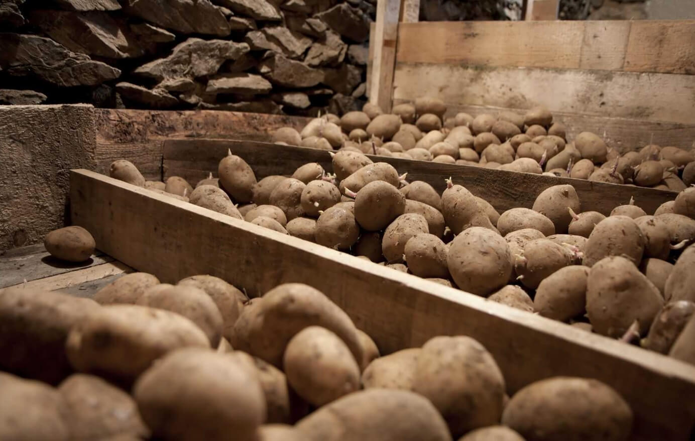 Как правильно хранить картофель. Лучшее место для хранения картофеля — это темный и холодный погреб. Источник фотографии: novochag.ru. Фото.