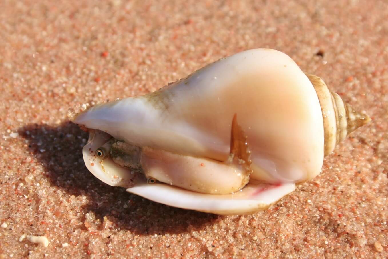 Откуда на пляжах берутся ракушки. Морской моллюск с ракушкой. Источник фотографии: bangkokbook.ru. Фото.