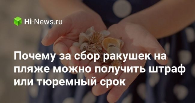 Почему за сбор ракушек на пляже можно получить штраф или