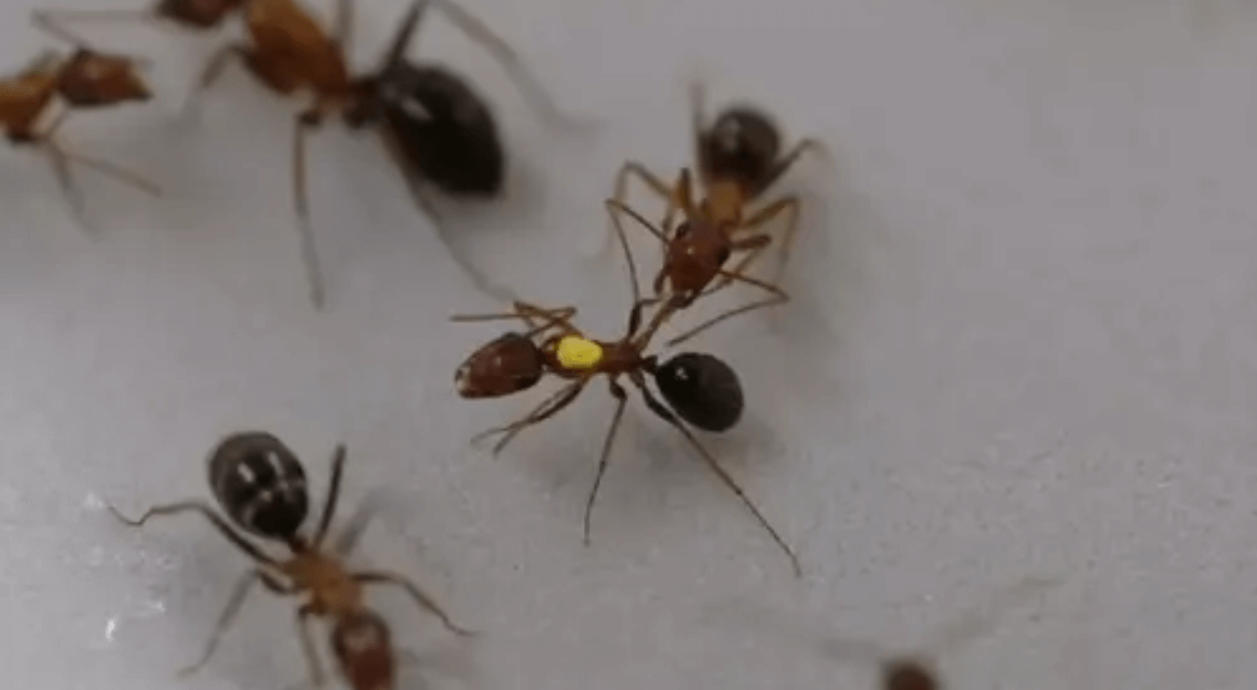 Как муравьи научились лечить раны. «Медицинская помощь» сильно повышает выживаемость раненых муравьев. Источник фото: cell.com. Фото.