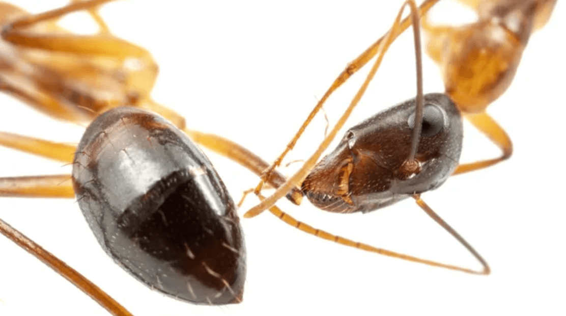 Как муравьи лечат друг друга. Муравьи ампутируют поврежденные конечности своих сородичей. Источник фото: livescience.com. Фото.